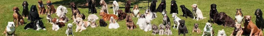 allentown dog training club group photo